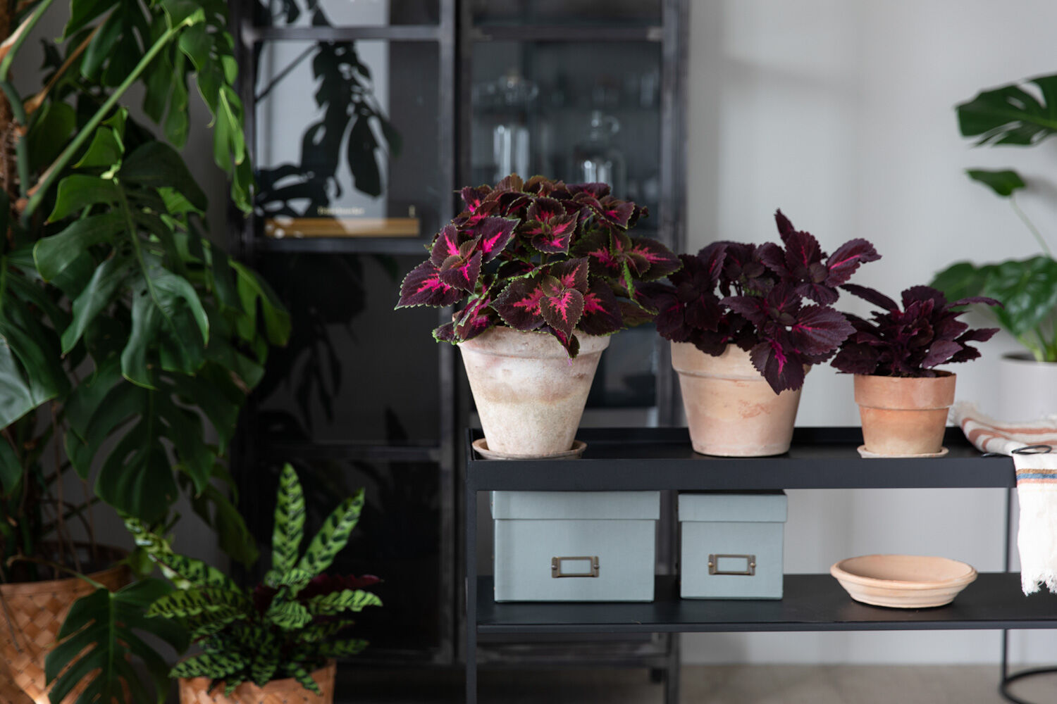 Coleus praktspragle